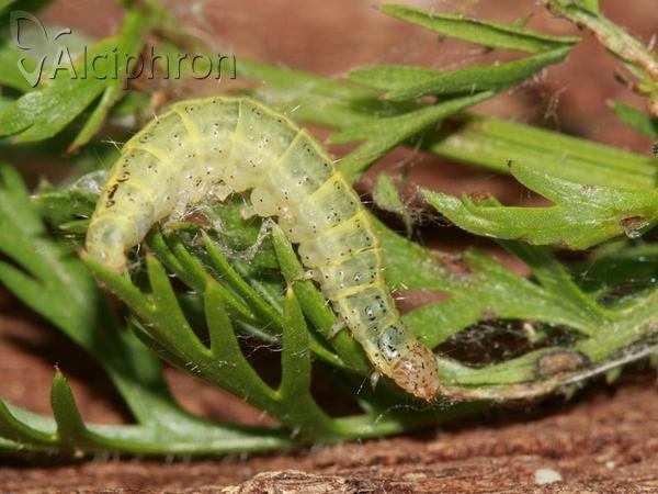 Sitochroa verticalis