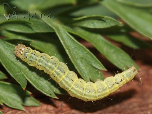 Sitochroa verticalis
