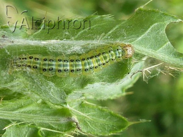 Sitochroa verticalis