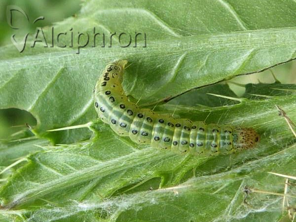 Sitochroa verticalis