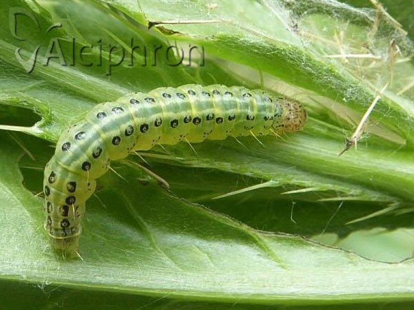 Sitochroa verticalis