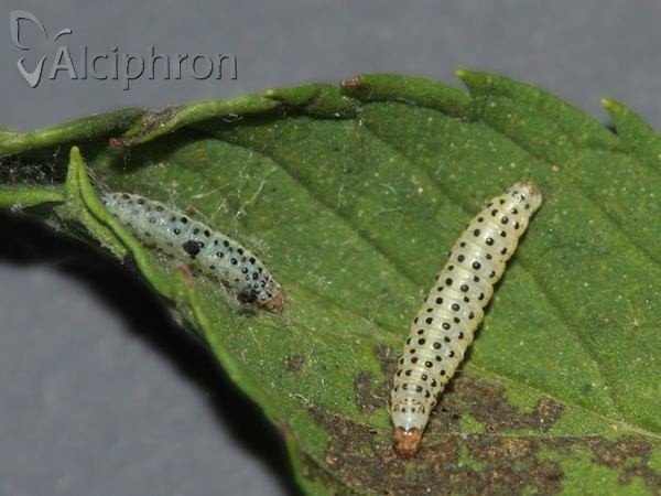 Pyrausta sanguinalis
