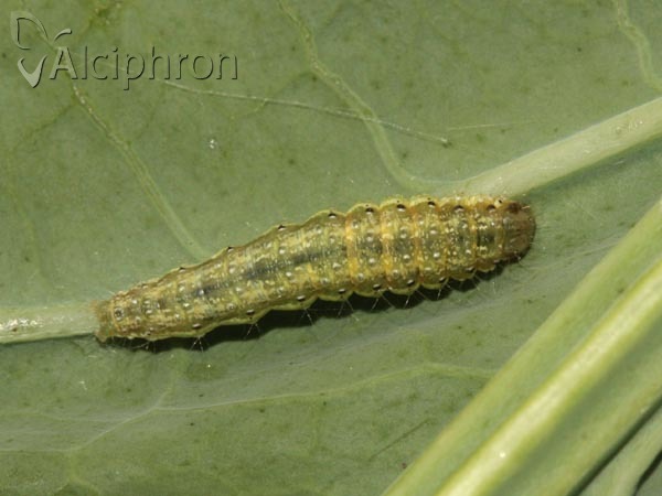 Evergestis forficalis