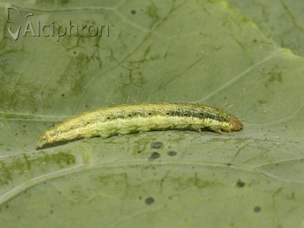 Evergestis forficalis