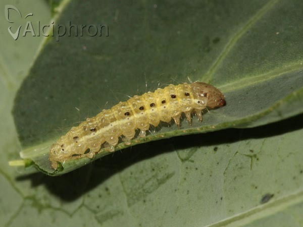 Evergestis forficalis