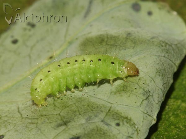 Evergestis forficalis