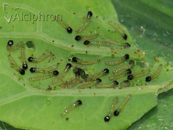 Evergestis pallidata