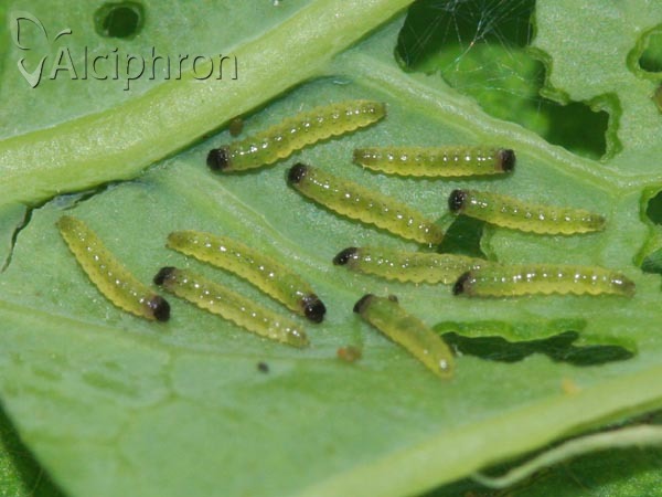 Evergestis pallidata