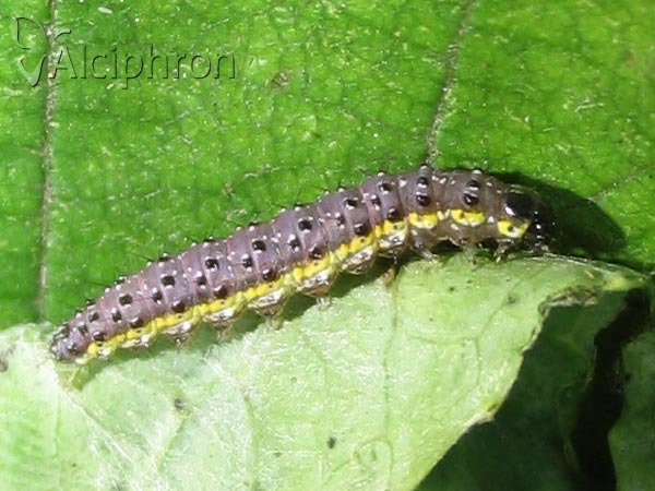 Evergestis pallidata