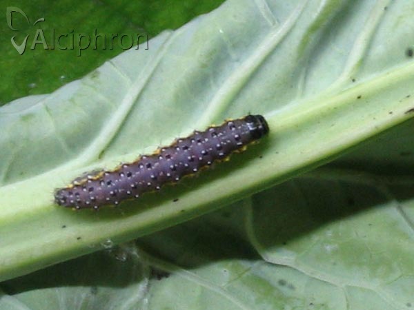 Evergestis pallidata