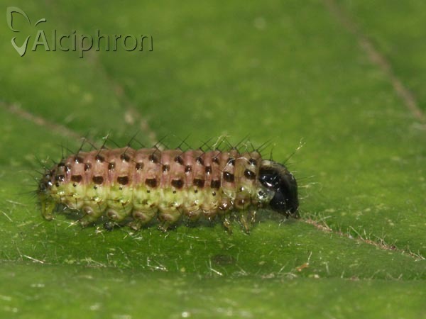 Evergestis pallidata