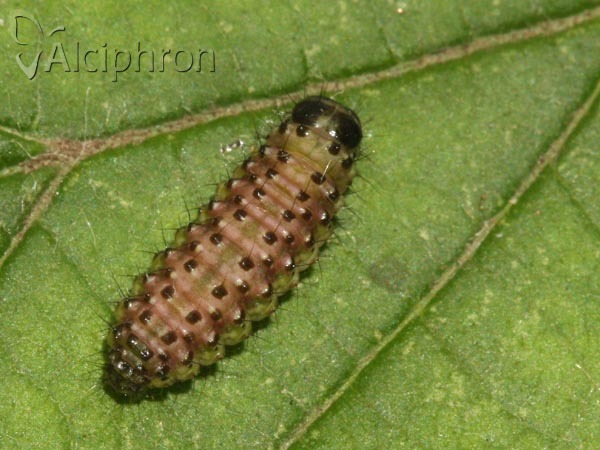 Evergestis pallidata
