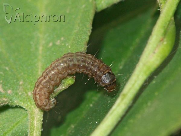 Titanio normalis