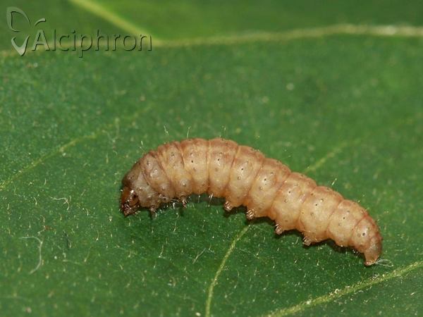 Titanio normalis