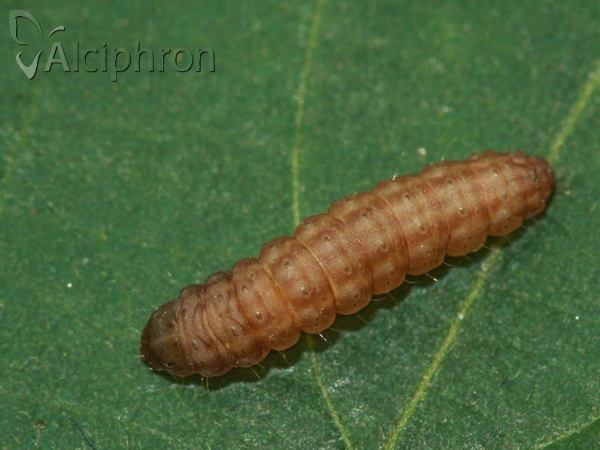 Titanio normalis