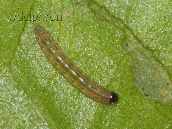 Heliothela wulfeniana
