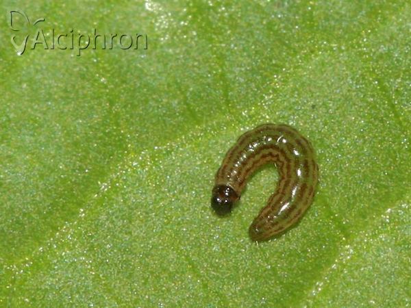 Heliothela wulfeniana