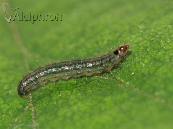 Heliothela wulfeniana