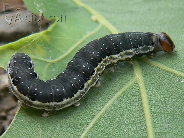 Asphalia ruficollis