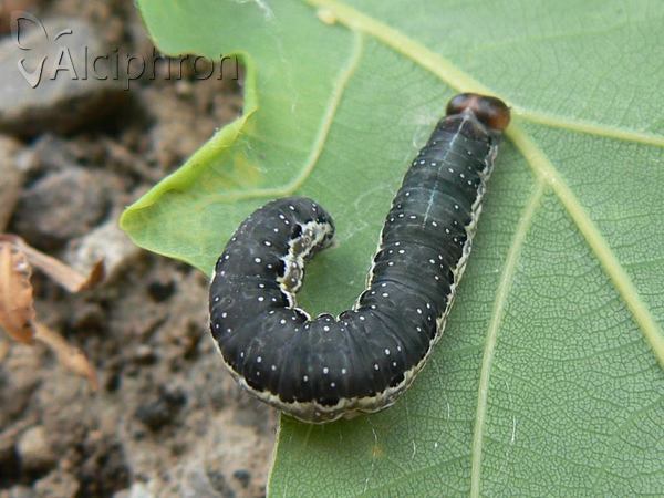 Asphalia ruficollis