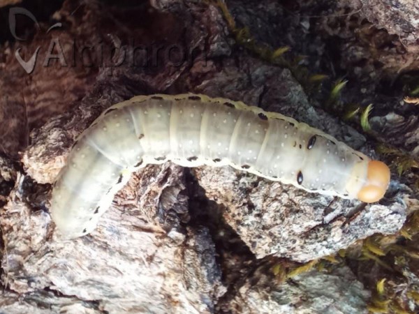 Asphalia ruficollis