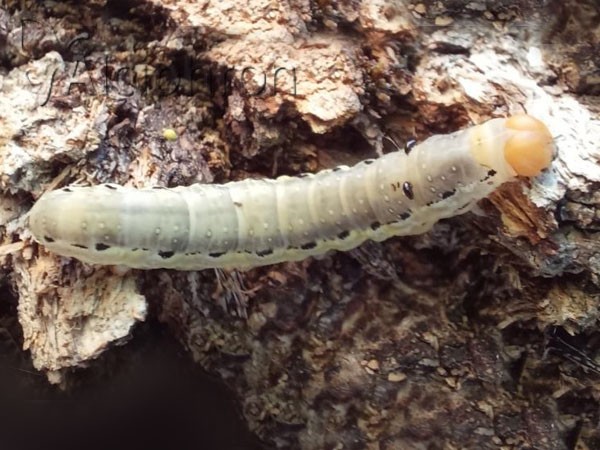 Asphalia ruficollis