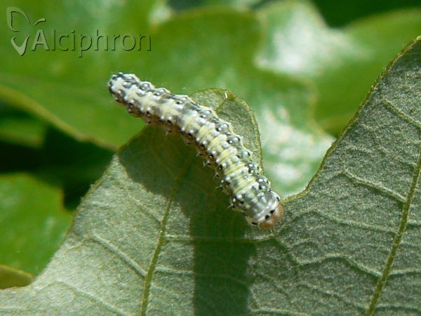 Polyploca ridens