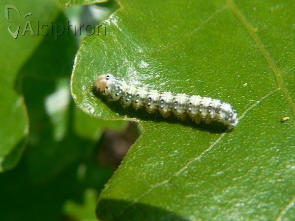 Polyploca ridens
