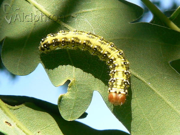 Polyploca ridens