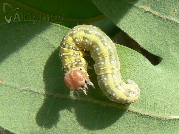 Polyploca ridens