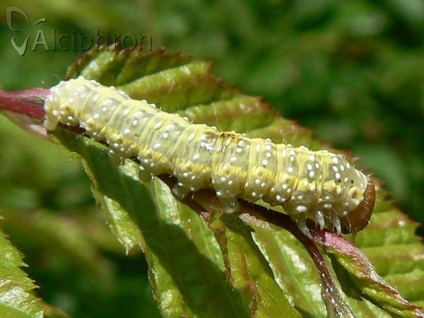 Polyploca ridens