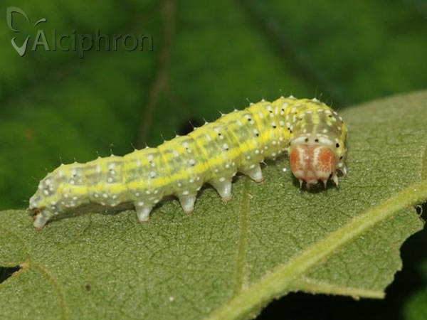 Polyploca ridens