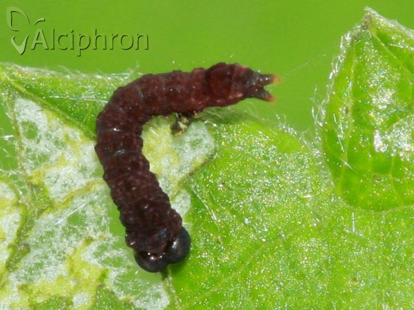 Habrosyne pyritoides