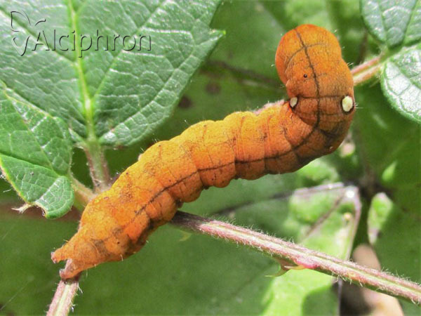 Habrosyne pyritoides