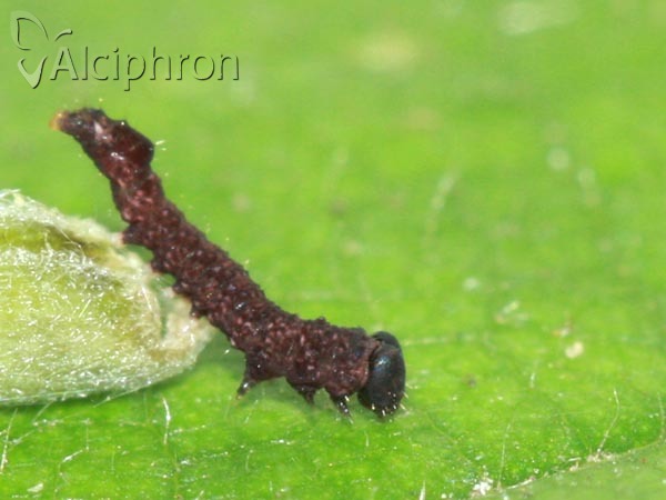 Habrosyne pyritoides