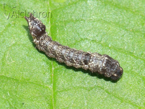 Habrosyne pyritoides