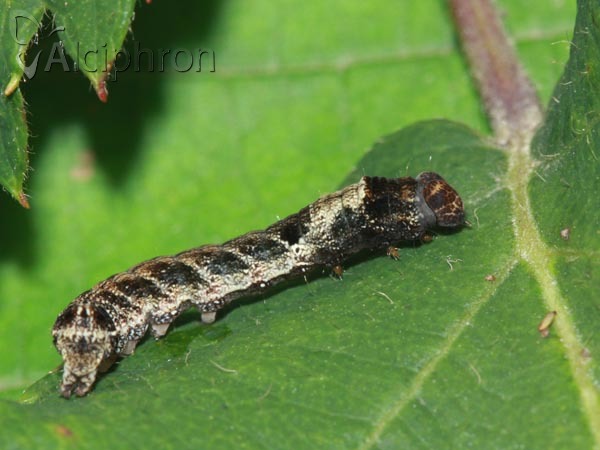 Habrosyne pyritoides