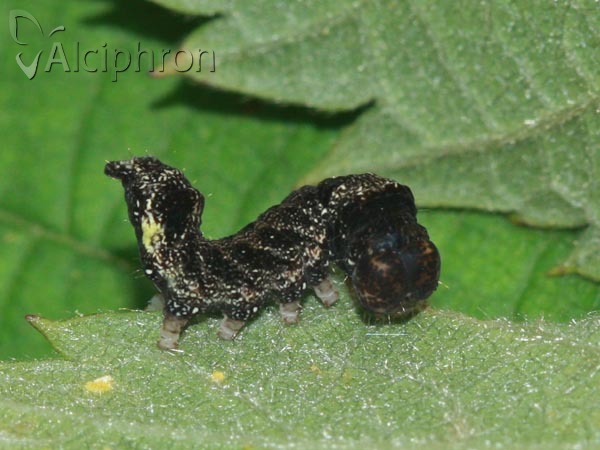 Habrosyne pyritoides