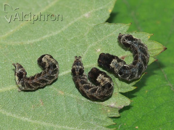 Habrosyne pyritoides