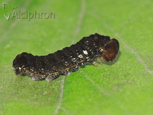 Habrosyne pyritoides