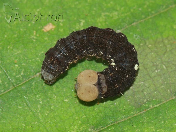 Habrosyne pyritoides