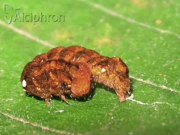 Habrosyne pyritoides