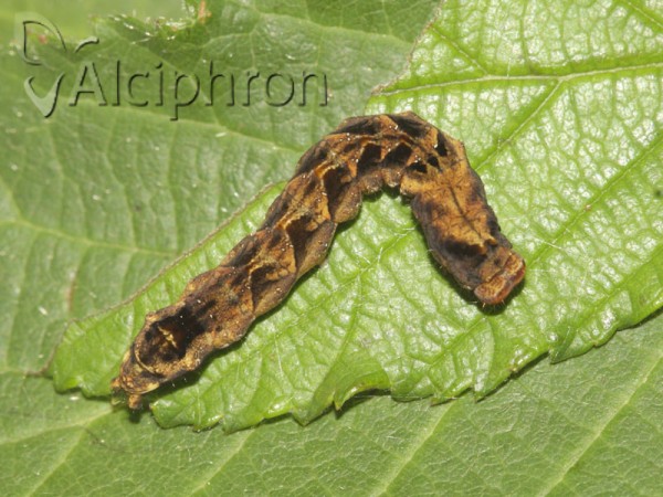 Thyatira batis