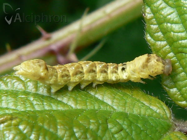 Thyatira batis