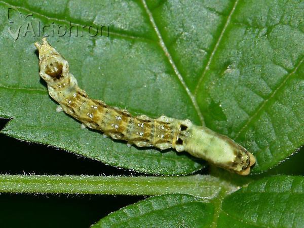 Thyatira batis