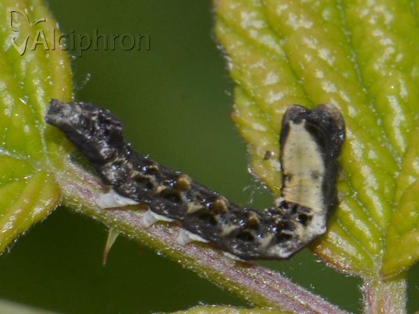 Thyatira batis