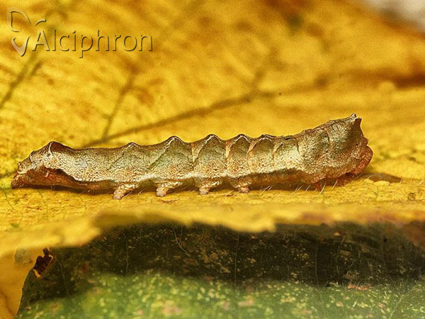 Thyatira batis