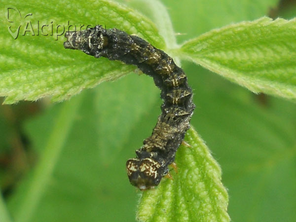 Thyatira batis