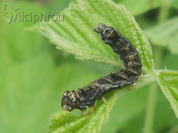 Thyatira batis