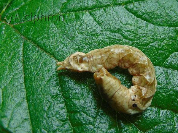 Thyatira batis